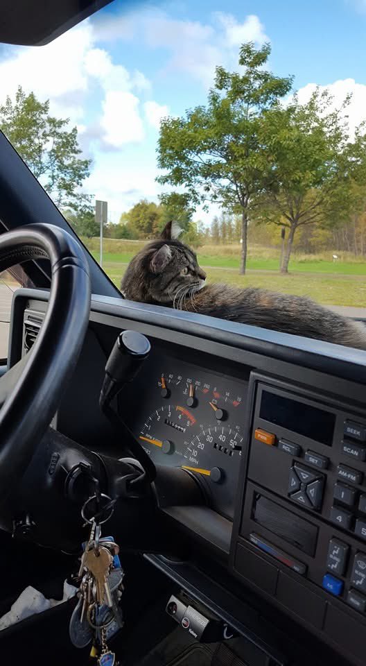 purrsleigh's tweet photo. Happy #ThrowbackThursdays everyone. Here are some throwbacks of me as as a kitten. It’s also a throwback to the humans very first truck https://t.co/EniVwf38xh