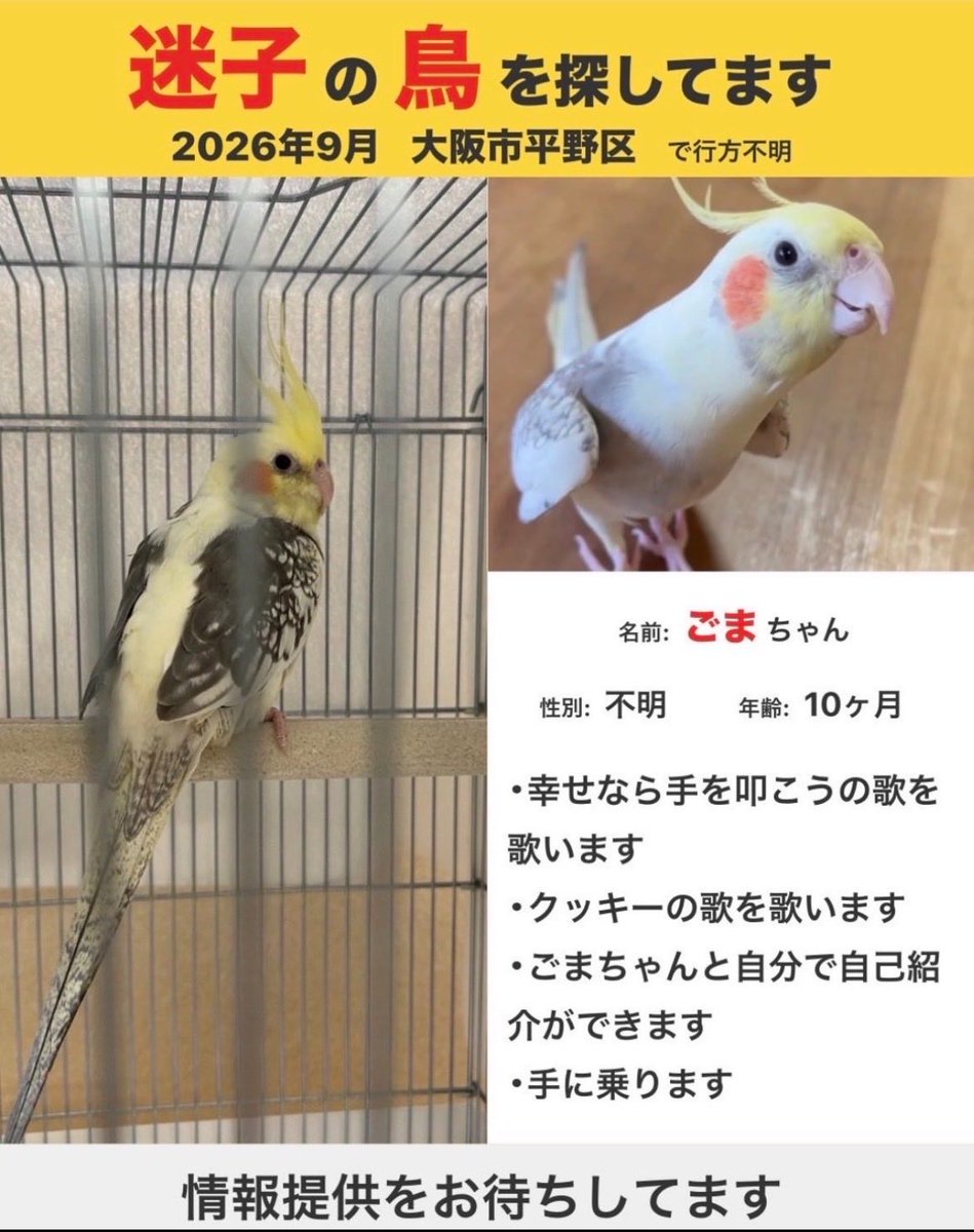 yp3s87's tweet photo. #迷子鳥 
#オカメインコ
#迷い鳥　
 #拡散希望
#大阪市平野区

【#大阪府立東住吉高等学校】付近で
目撃情報をいただきました

近隣にお住まいの方、お近くのマンションや住宅などにお住まいの方がいらっしゃいましたら、建物周辺などを気にして見ていただけますと幸いです

情報提供お願い致します https://t.co/3fz3eqhtiJ