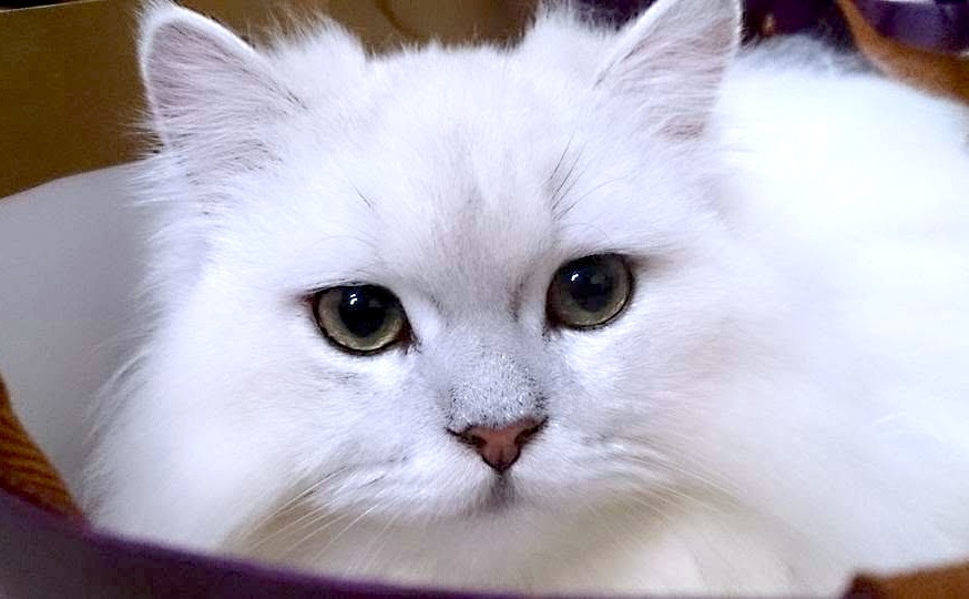 TokuokaNaoki's tweet photo. 2015年の今日、飼い猫Mint https://t.co/MIOeSz2age