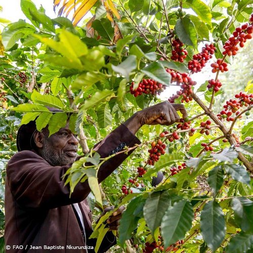 FAOBrussels's tweet photo. Coffee is one of the most consumed beverages in the world &amp; among the most traded commodities globally.

In 2024, global coffee production was valued at USD 25B, with trade exceeding USD 34B!

Learn more about coffee &amp; why it matters: https://t.co/yJSiB5bvHy

#CoffeeDay https://t.co/Th57I2WaT5