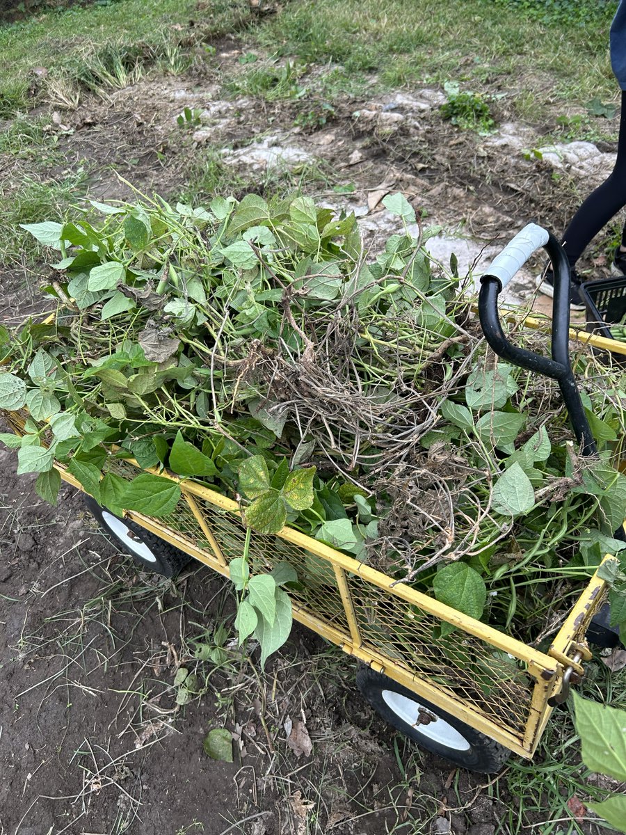 HanoverVa's tweet photo. Students with HYSC assisted the All Souls Community Garden and donated the food that was picked to the Mechanicsville Churches Emergency Functions (MCEF).

Interested in getting involved with HYSC? Sign up before tomorrow's deadline ➡️ https://t.co/029L68mv9T.

#HanoverVA https://t.co/UXF3ez4aeS