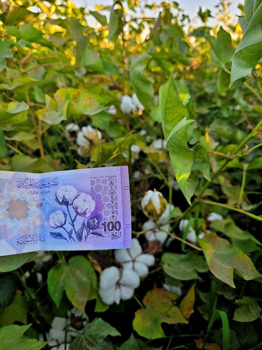 ah0sn's tweet photo. من قطن الرقة، تُنسج الهوية النقدية.

#الرقة https://t.co/xWF4ribZba