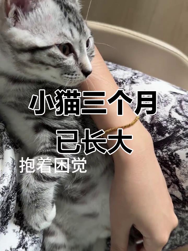 Haineoh7d's tweet photo. Mi gatito pasó de un bebé peludo a un compaero juguetón en solo 3 meses  Cada día de crecimiento es un tesoro!， https://t.co/msnwuPnI19
