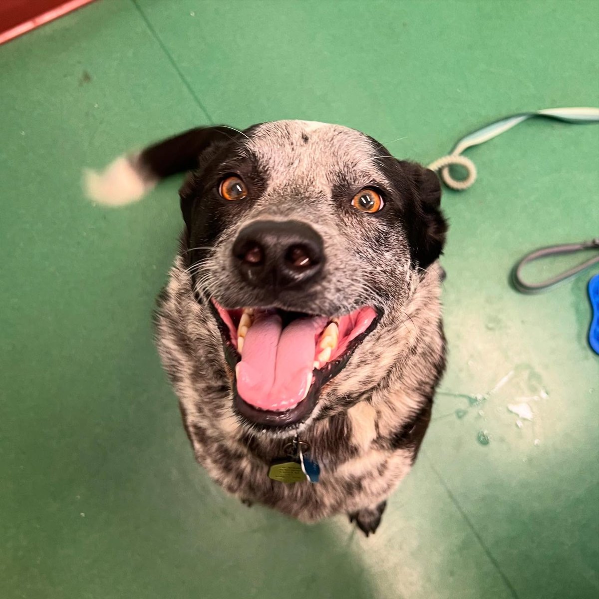 ariasmithzcs906's tweet photo. Ollie! He was thrilled to get treats at his annual check-up—and even prouder to show off his 13-pound weight loss. Looking great, Ollie! https://t.co/8c1Ro66dvE