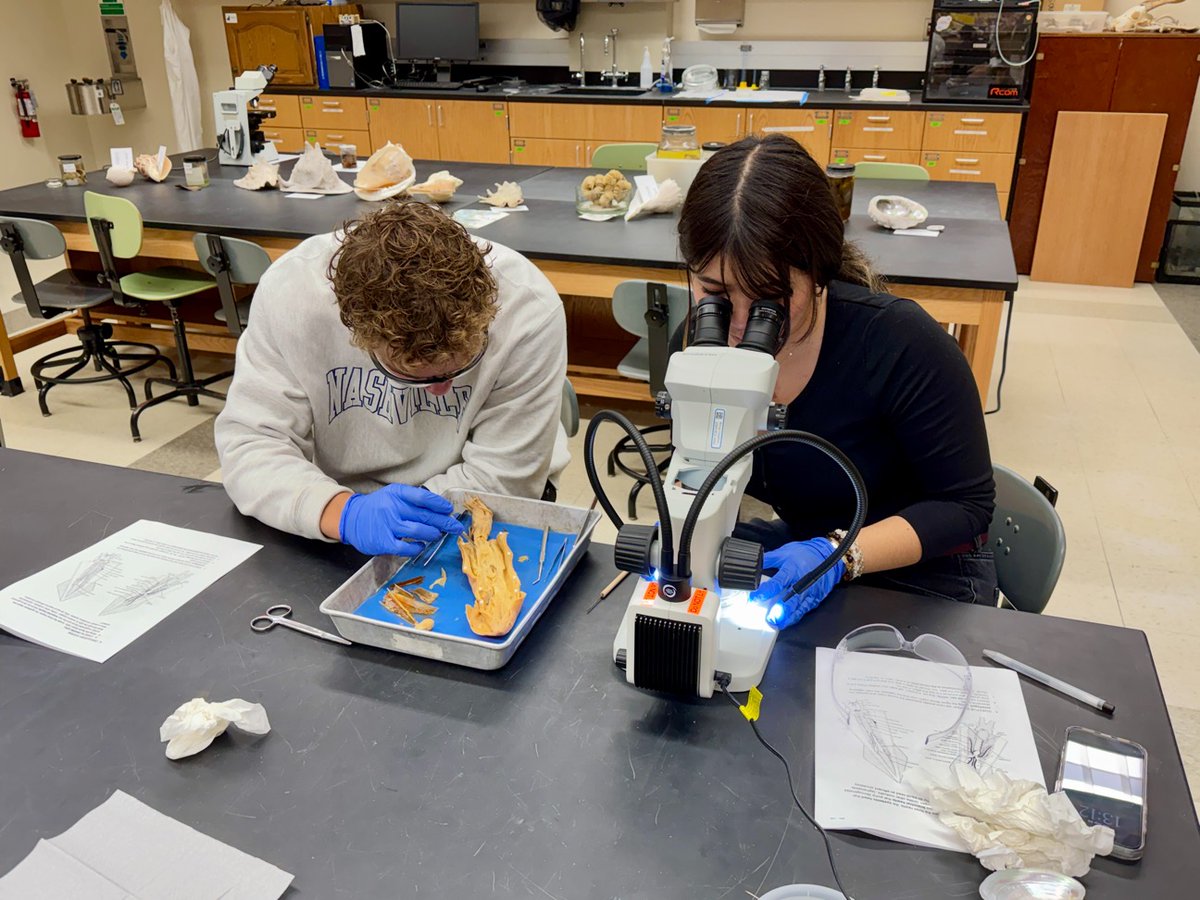 HopeBio's tweet photo. On Tuesday, Dr. Oberski's Invertebrate Zoology class learned about mollusks (Phylum Mollusca) hands-on in lab. This group of animals is the second most diverse after the arthropods (AKA insects &amp; kin)—it contains more species than mammals, birds, fish, and reptiles combined. https://t.co/bwD7HbZeKE