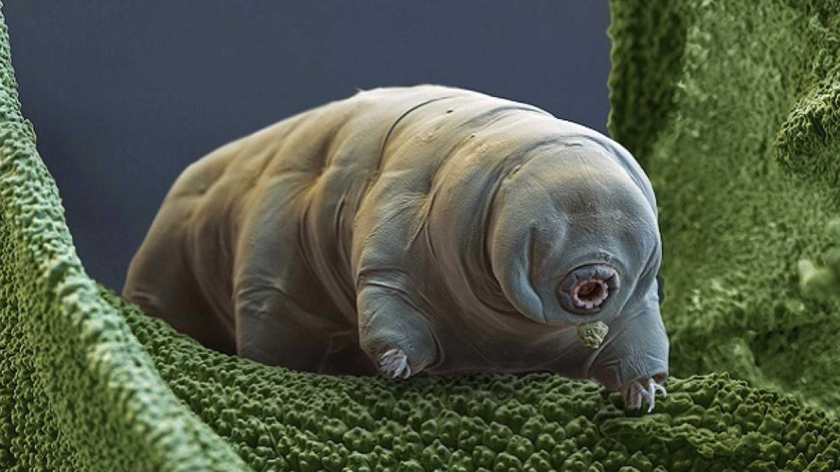 puppydj69's tweet photo. @FoxandHoundFurs Fact: The tardigrade/water bear is the most resilient animal in the world, withstanding temperatures ranging from -272 degrees Celsius to 150. https://t.co/fP1A2q2Et2