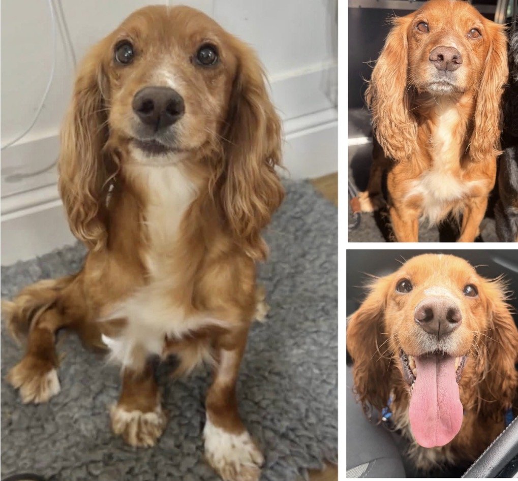millypod1's tweet photo. 🆘30 SEPT 2026 #Lost RUBY #ScanMe
Cocker Spaniel Female
Low Row #Brampton #Cumbria #CA8 #A69
She’s not been well so is thin and has an operation scar on her belly.  Very unlike her to be missing. https://t.co/udKymgWKE0 https://t.co/Kv6qHpj05G