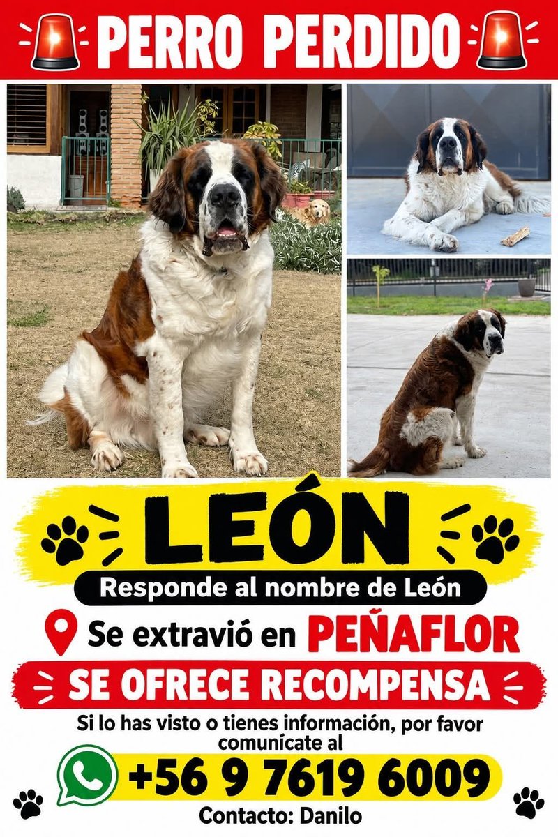 eltuitdemarsh's tweet photo. ¿Ayudamos difundiendo a León para que se reencuentre con su familia?
#Peñaflor https://t.co/CMqMPQ0hUN