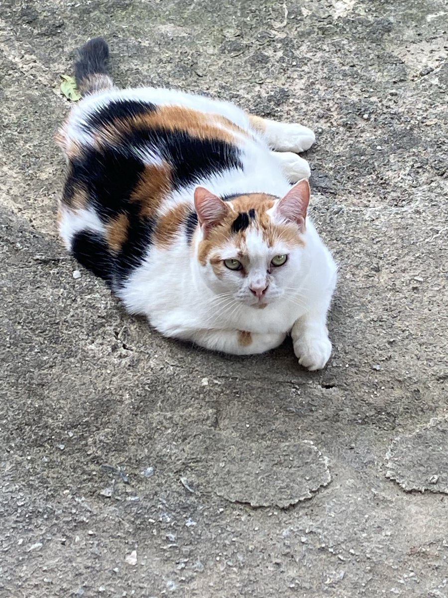 ajudealindinha's tweet photo. Oi tios. Tudo bem ? Vcs podem me ajudar pra comprar minha comidinha ? 😢😢
o pix da minha mãe é wictoriaviana@hotmail.com https://t.co/9u1UrTZBQW