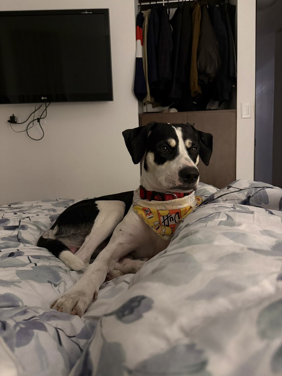 ch3rrybalm's tweet photo. Mi gente ayúdenme a conseguirle hogar a Douglas! Más de dos meses en adopción y nadie pregunta por el, siendo tan juicioso 😭 RT porfa, si quieren conocer su historia completa, aquí está: https://t.co/HOyrwvYgHQ 📍Bogotá https://t.co/Pz7jKIMtwE