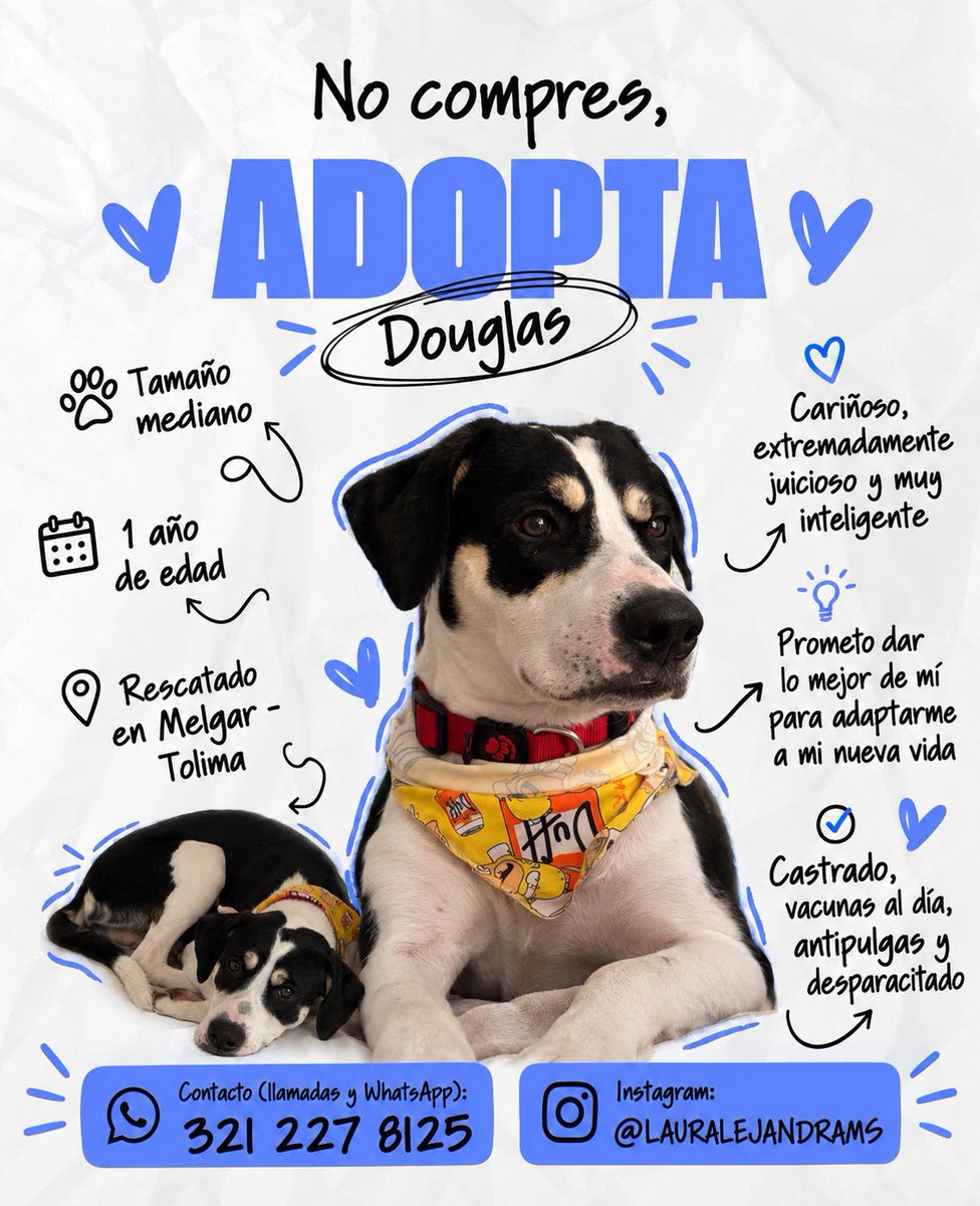ch3rrybalm's tweet photo. Mi gente ayúdenme a conseguirle hogar a Douglas! Más de dos meses en adopción y nadie pregunta por el, siendo tan juicioso 😭 RT porfa, si quieren conocer su historia completa, aquí está: https://t.co/HOyrwvYgHQ 📍Bogotá https://t.co/Pz7jKIMtwE