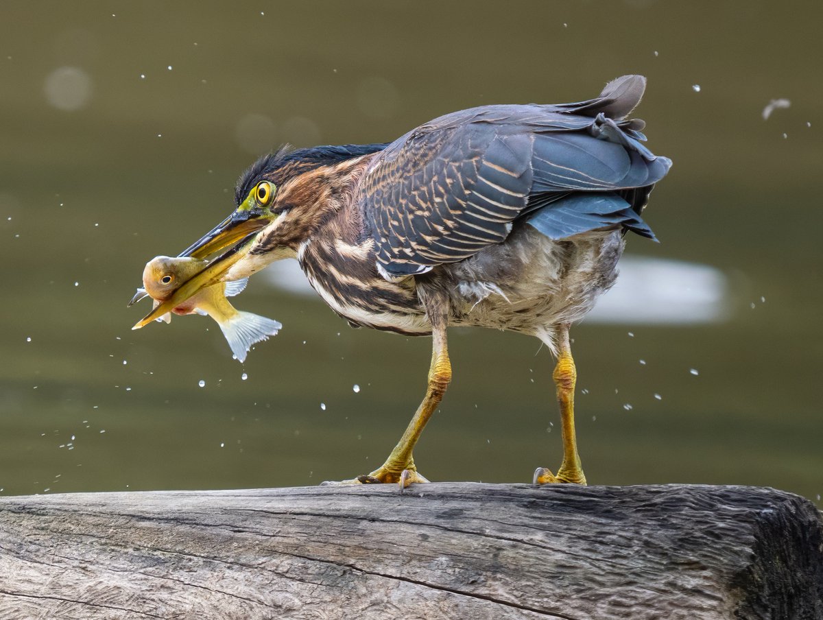 ParamClicks's tweet photo. Fierce Stare, Fluffy Rear! The fish looks stunned, the green heron seems unhinged, and there's a very windswept tail in the mix— at Huntley Meadows Wetlands, Virginia, USA. (2026-09-29) #TwitterNatureCommunity #BBCWildlifePOTD #ThePhotoHour #IndiAves #eyes #catchoftheday https://t.co/RwfARnl7NT