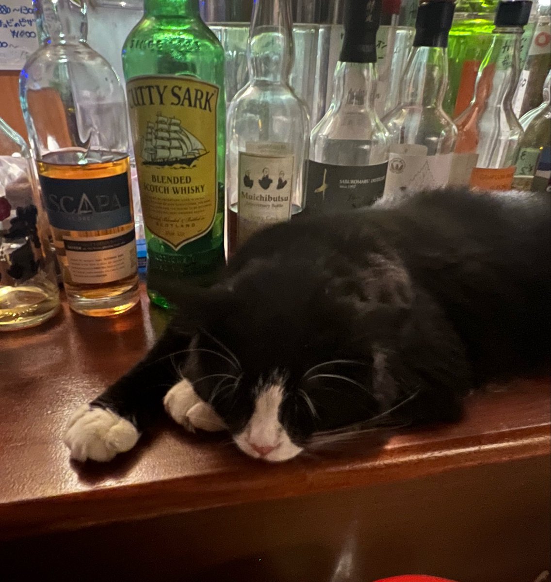 nyanko_slave's tweet photo. 退勤！

お友達が来てくれたり
たのしいおしゃべりが出来たり
お酒と笑いと猫で10月を
スタートしました🐈‍⬛🍷

今日もありがとうございました！

次回出勤は来週木曜
そしてお店の12周年��す✨
周年にお越しの方には
オリジナル猫カレンダープレゼント🎁

📷ちゅーる後おねむなアルバ💤
@4csbar_rosso https://t.co/ZK2zH9KP0I