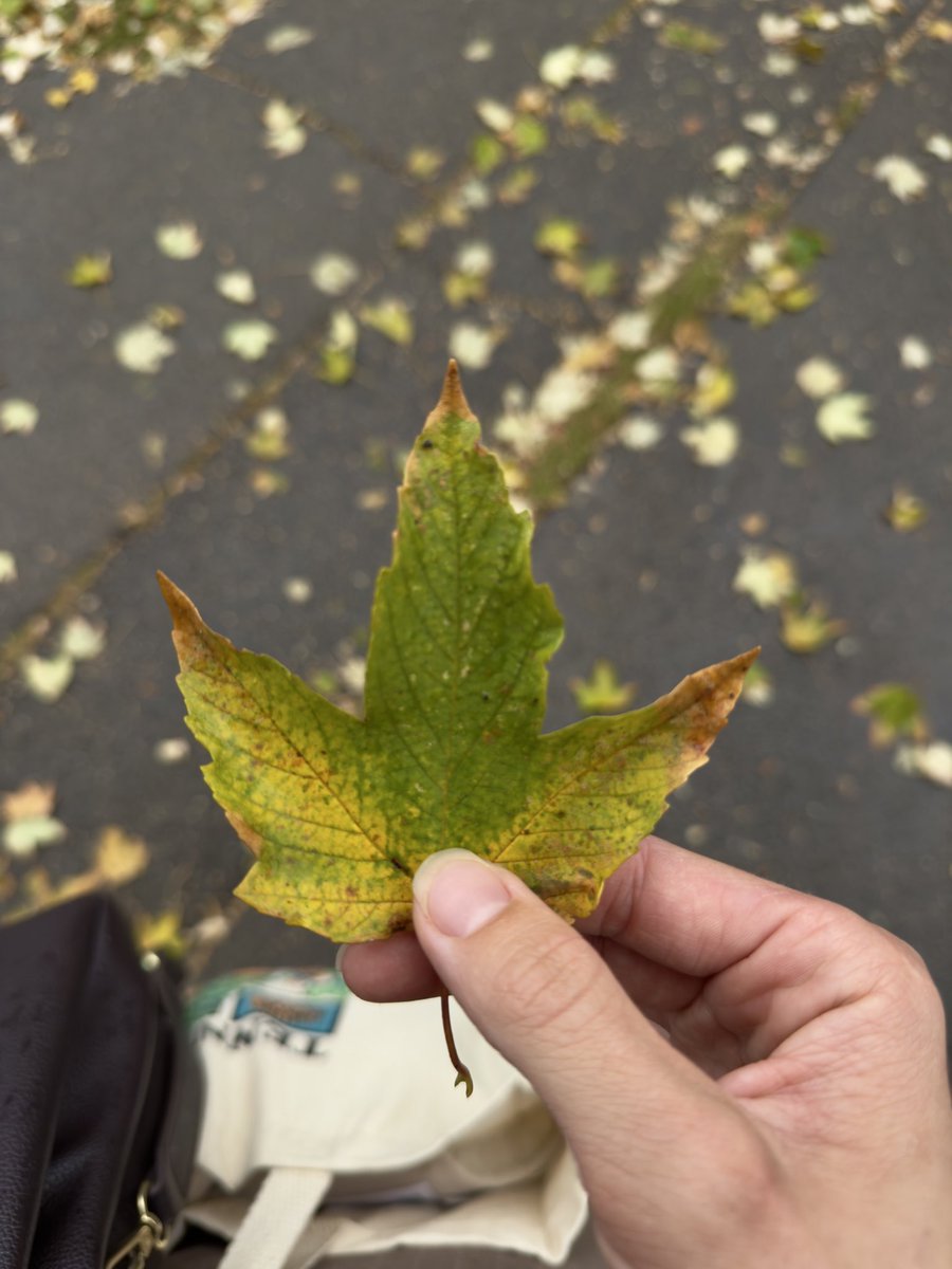 baleririnka's tweet photo. Autumngolic 🍁 
Softagolic ☁️
Flowergolic 🌸
What elsegolic? So many things golic https://t.co/fmq8E3YMRw