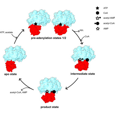 Structure_CP's tweet photo. Ligand-dependent interdomain rearrangements drive catalysis by acetyl-CoA synthetases dlvr.​it/TVkWWv https://t.co/LVs0bLvCEf