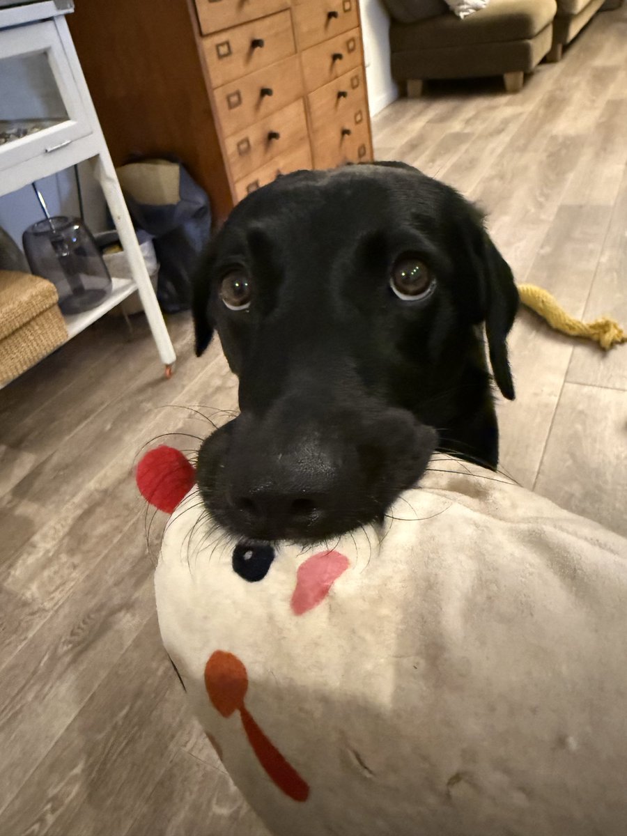yuyu_nf's tweet photo. 昨日の犬。ご飯食べ終わったの？遊ぼー！の犬。口のタプタプのとこ可愛い🥰 https://t.co/2zO2Zy3hTX