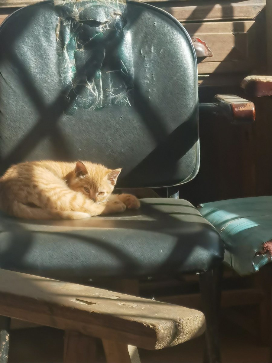 RegineStaetf's tweet photo. My lazy cat curled up on my lap while I worked, turning a long workday into something warm u0026 cozy ， https://t.co/8FvQmYRGV2