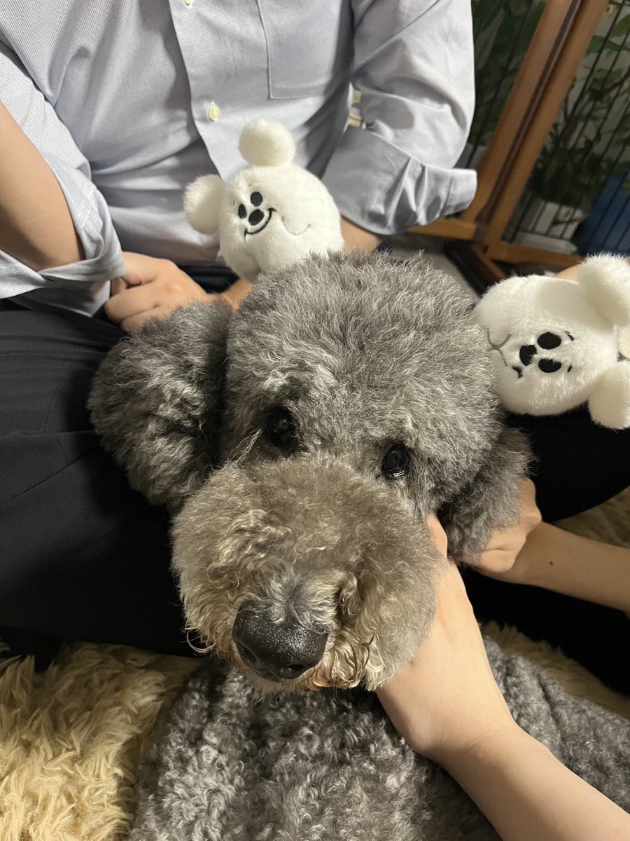 kotone4a's tweet photo. 犬におばけカチューシャつけてみたけどピントあったのこの1枚だけだった😭
この後速攻で逃げられたw
後ろに映ってるのはお兄ちゃん https://t.co/ANLmYuCTvR