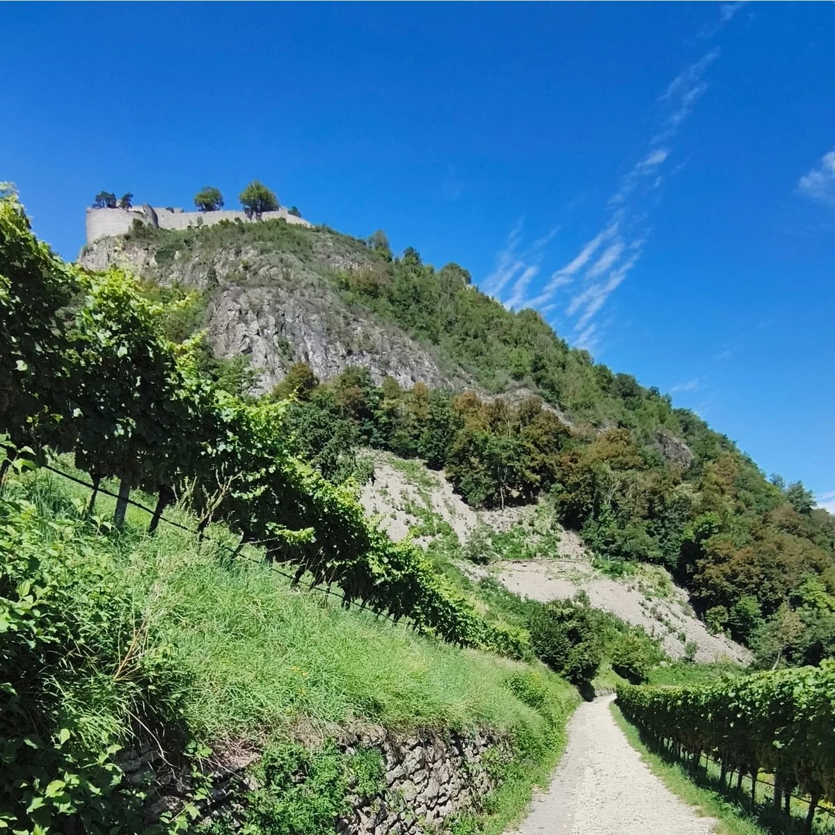 leojpb's tweet photo. Wanderung am Sonntag, dem 31. 08. 2025 am Hohentwiel bei Singen. #hohentwiel #singen #wandernmachtglücklich #wandern #bodenseeregion #wandernindeutschland #weinberge #weintrauben #august #spätsommer #dankbar https://t.co/DEIQGwbrrV