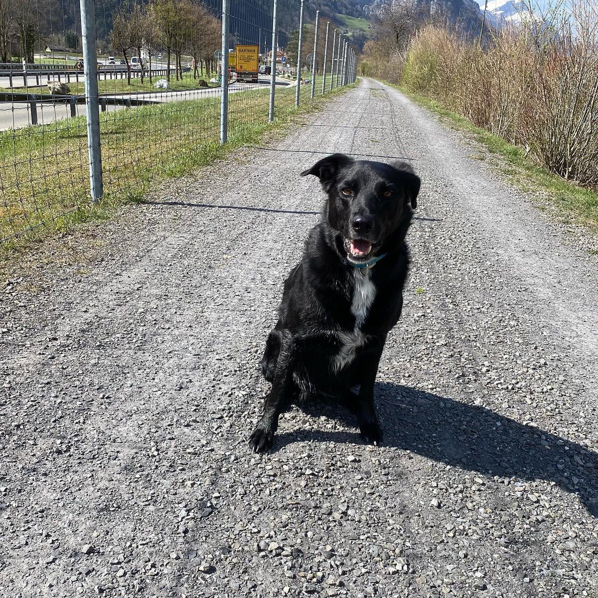 Ximenithalovec's tweet photo. Herrlicher Spaziergang mit @himmuguegeli_13 bei Sonne und Fön 🙃 #schweiz #erstfeld #bristen #spaziergang #herrlich #berge #sonne #fön https://t.co/06htcLRJIF