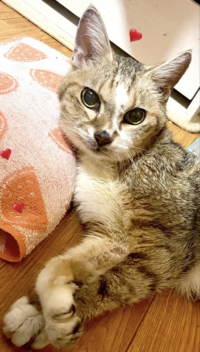 9Gzjas's tweet photo. あんみつ君は
どんな時も可愛い💕で
感謝感激✨🌸🐱🪐🐾💖
ありがとで最高なのの🩵

あい♥️あんみっちゅー🍫🍫 https://t.co/D9diNe1LgD