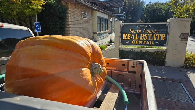 RealtyCounty's tweet photo. 🎃🍂 Just in time for Fall! 🍂🎃

Congratulations to our friend David Schuman, at Pacific Coast Mortgage on winning The "Prettiest Pumpkin" in Sonoma! 🏆🎃

#Congratulations #PrettiestPumpkin #SonomaPumpkinCompetition #FallFun #SouthCountyRealty https://t.co/yR6yKNxPW8