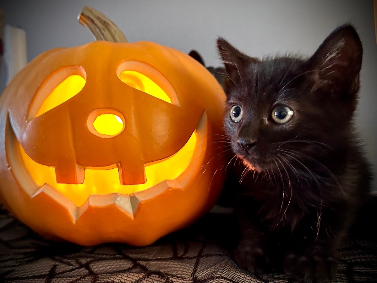 bestfriends's tweet photo. We interrupt your Thursday morning with a breaking announcement! 📢

It is officially spooky season! 🙌🎃 https://t.co/8vBEaSij1k