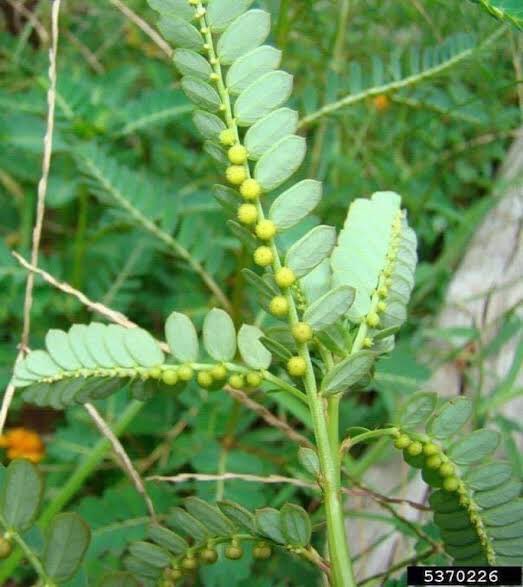 NY_amankwaa's tweet photo. Chronic Hepatitis B&amp;C cannot stand this

🪴Harvest and boil the whole plant of phyllanthus amarus /fraternus (twi: abomaguwakyi, Yoruba: dobisowo, Igbo: ngwu) for 30mins, take 100ml 2x daily or dry and mill to powder. Add one teaspoonful to any beverage or porridge twice daily https://t.co/5Ncv8ROuTw