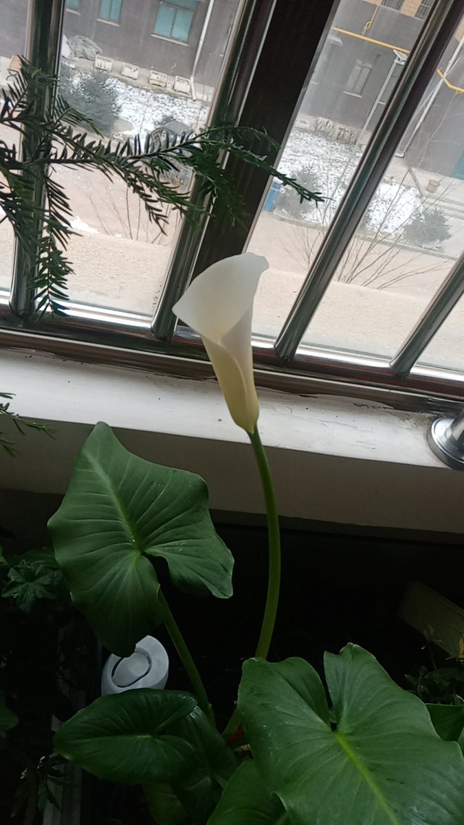 Tona44jm's tweet photo. Después de meses de pedirlo, mi pequea planta de interior finalmente floreció! Cada pequeo cambio se siente como una victoria en la vida cotidiana. https://t.co/MLw2BJi8PJ