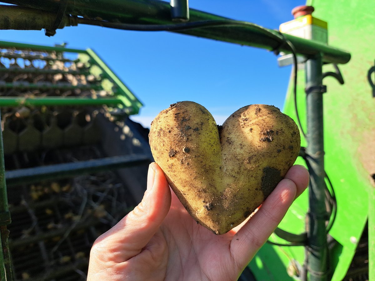 EvaMarieOlsson1's tweet photo. En dag på jobb 🥔🥔🥔🥔🥔🚜🛻
#lantbruk
#potatisodling
#upplockning
#sortering https://t.co/wwAUKboIPc