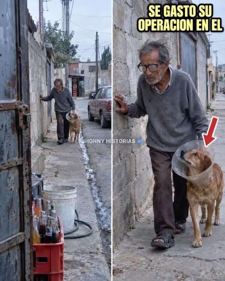 Perrosenlacalle's tweet photo. Historia de amor puro ❤️....        
Don Ramón juntó treinta y ocho mil pesos en dos años para operarse las cataratas. Se gastó su operación en el perro.

Yo tengo la tienda de enfrente y les tomé las fotos cuando regresaron del veterinario. Canelo traía el cono y ya miraba todo. Don Ramón venía agarrado de la pared.

El dinero lo guardaba en un frasco de café detrás del Cristo de la sala. Cada viernes me cambiaba monedas por billetes y me decía cuánto le faltaba.

En junio a Canelo se le nublaron los ojos. Chocaba con la puerta y una noche se quedó llorando en la banqueta porque no encontraba la casa.

El hijo le dijo: «Es un perro, papá. El que se va a quedar ciego es usted». Lo dijo el que no le ha dado un peso en tres años.

Don Ramón vació el frasco un lunes. El miércoles operaron a Canelo. Cuando le quitaron las vendas, lo buscó por todo el consultorio y se le echó en los pies.

El viernes volvió a la tienda con el frasco. Traía cuarenta pesos. «Ya nomás me faltan treinta y siete mil novecientos», me dijo, riéndose.

Ahora es Canelo el que lo cruza a él.

#JhonnyHistorias #PerrosDeBarrio #HistoriasReales #AmorAnimal #Abuelos