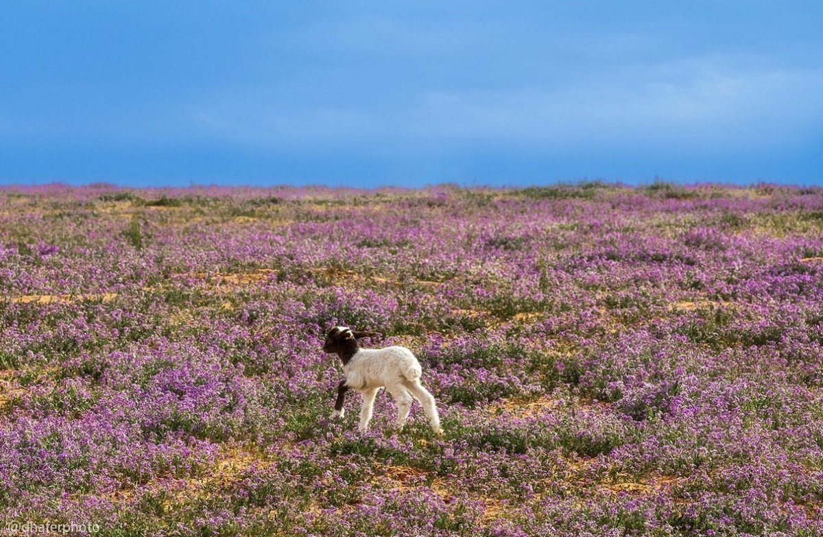 TSP_Geographic's tweet photo. زهور الخزامى في فصل الربيع، شمال العاصمة الرياض، المملكة العربية السعودية
🇸🇦 
Lavender flowers in spring, north of Riyadh, Saudi Arabia https://t.co/craZZRFz9W