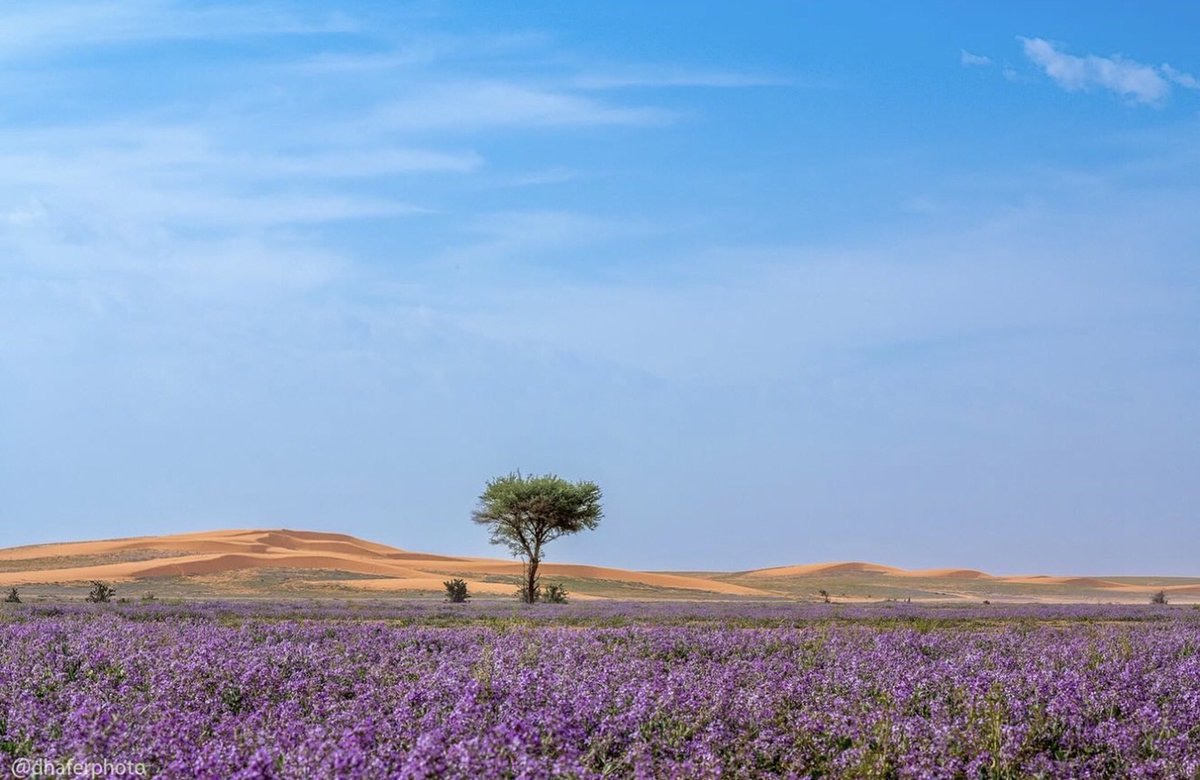 TSP_Geographic's tweet photo. زهور الخزامى في فصل الربيع، شمال العاصمة الرياض، المملكة العربية السعودية
🇸🇦 
Lavender flowers in spring, north of Riyadh, Saudi Arabia https://t.co/craZZRFz9W