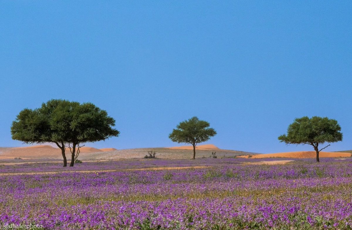 TSP_Geographic's tweet photo. زهور الخزامى في فصل الربيع، شمال العاصمة الرياض، المملكة العربية السعودية
🇸🇦 
Lavender flowers in spring, north of Riyadh, Saudi Arabia https://t.co/craZZRFz9W