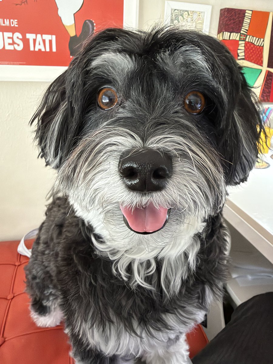jackyhavanese's tweet photo. The look: I need your attention right now! https://t.co/rMeDTMROqD