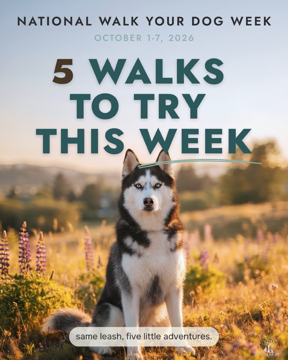 fiveleafpet's tweet photo. It's National Walk Your Dog Week. Same leash, same dog, five little adventures.
You don't need a new trail or a spare hour. Just a small change to the walk you're already doing. Here are 5 to try. 🦮 https://t.co/jRzYirWOB6