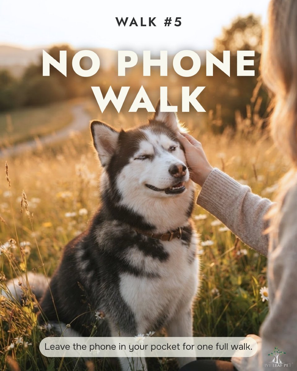 fiveleafpet's tweet photo. 5. The no-phone walk.

Leave it in your pocket for one full walk. No scrolling, no photos, no "quick" email.

Just you and your dog, actually there together. They notice when you're really present. So will you. https://t.co/b3zNS6jVbJ