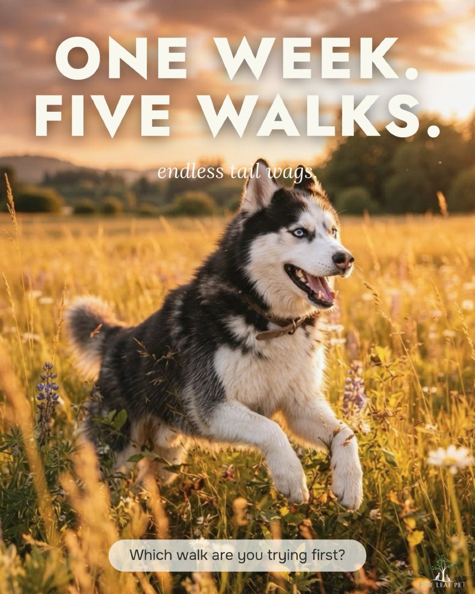fiveleafpet's tweet photo. Five walks, one leash, one good week. None of these are hard. They're just the small, everyday kind of thing that quietly adds up.

Which one are you trying first? 👇
More: https://t.co/AHrPysaZVO

#WalkYourDogWeek #DogHealth https://t.co/L4KdO2P9Pw