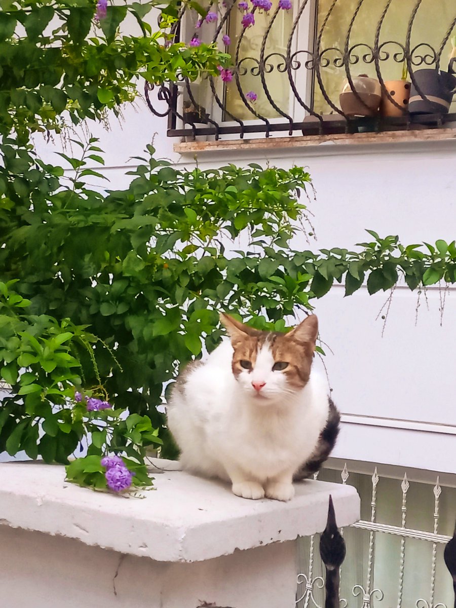 huysuzzzbiri's tweet photo. ekim ayı guzel gecsin🪻🐈 https://t.co/xuVtWWiJaN