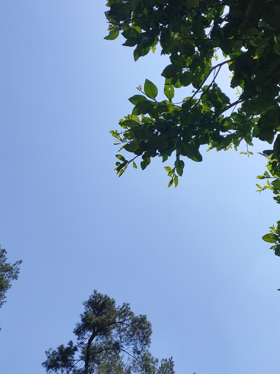 WildaMilne2t4's tweet photo. El sol brilla, el cielo es azul! Un día perfecto para salir a caminar y disfrutar de la primavera. https://t.co/M9j8vxGInS