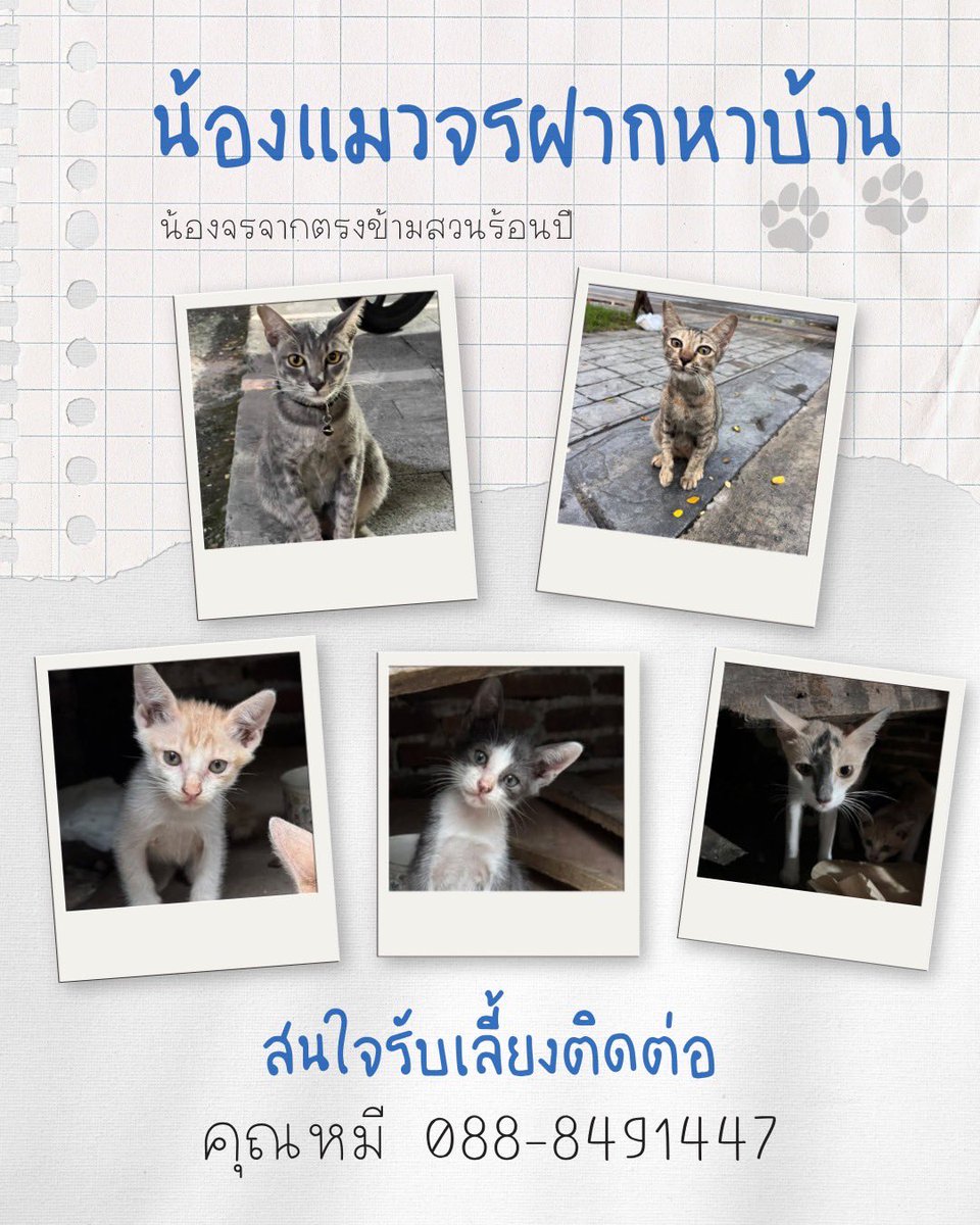 johnjud_cu's tweet photo. แมวจรฝากหาบ้าน🏡😺

หาบ้านให้น้องจร ตรงข้ามอุทยาน 100 ปี 

•  แม่แมว 3 สี  1 ตัว 
•  ลูกแมวมี 2 ตัว สีส้มขาว 1 ตัว/สีเทาขาว 1 ตัว (อยากให้รับไปคู่กัน)
•  น้องแมวเทาคล้ายสีสวาท แมวโต 1 ตัว
•  น้องแมวสลิดสีสนิม 1 ตัว

สนใจอุปการะเลี้ยงน้องแมว ติดต่อ
📞โทร : 088-8491447 (คุณหมี) https://t.co/JtP3KhiqsP