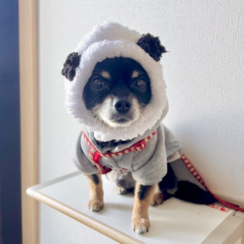 sunaska_Sun's tweet photo. パンダ犬

#犬 #チワワ #犬のいる暮らし #犬好きな人と繋がりたい
#被り物
#パンダ https://t.co/N3N9OHCXiX