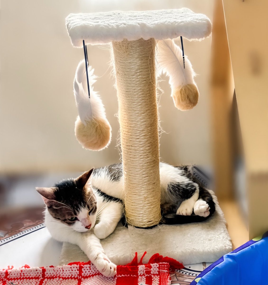 di_abrigo_davi's tweet photo. Titios, podem nos ajudar a conseguir ração para uma turminha de 100 gatos e 40 cachorrinhos? Além da ração, precisamos de sachês e patês para os gatinhos com dificuldade para comer ração, Churus, também precisamos de areia…
Já começamos a arrecadar para a parcela mensal do abrigo.
Organizamos da seguinte maneira.
Para ajudar a alimentar a turminha esse Pix
CPF: 142.404.268-20 
(Adervan dos Reis) 
Para ajudar com a parcela mensal 
abrigodavichuvisco@gmail.com

Para ajudar a pagar a clínica e levar o gatinho que perdeu o olhinho e está com a orelha ferida 
CPF: 033.746.765-02
Diégina Ramos dos Reis

E também tem o nosso endereço para quem desejar enviar ajuda 
Cidade: Antas
Bairro: Povoado Entroncamento 
Rua: Próximo ao posto de gasolina, sem número 
Em frente ao campo 
CEP: 48420 000
Bahia 
Diégina Ramos dos Reis 
(75) 987110558
