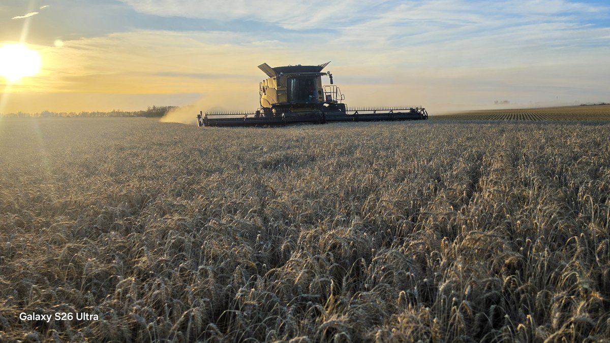 VickiDutton1's tweet photo. AAC Westking wheat.  Stood summer storms and fall rains, out standing at harvest.  Great seed quality still. Top yields. This field was over 80.

Excellent variety.  Love the name!

@SeCan https://t.co/lWinyfjb6e