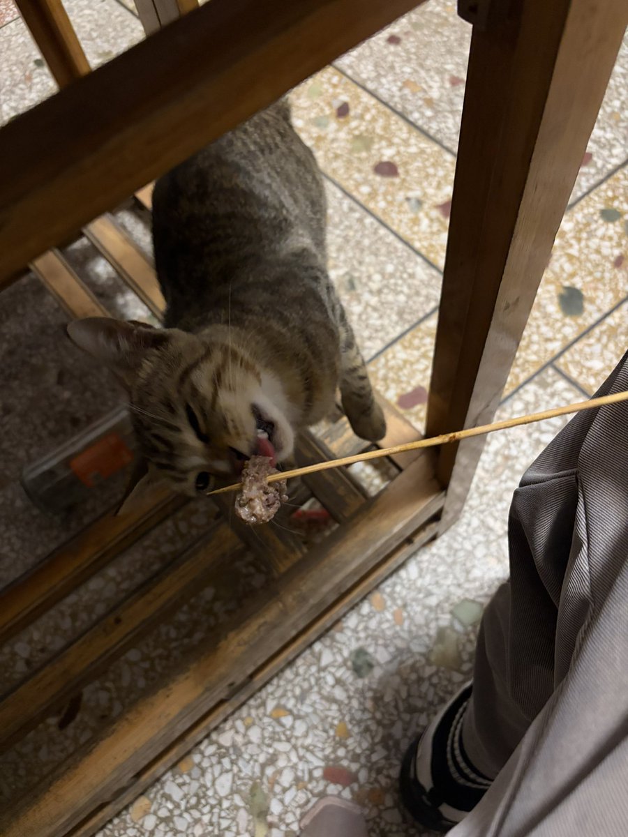 limin254595's tweet photo. 偶遇烧烤店的小猫xswl🐈 https://t.co/7UyRWja3oe
