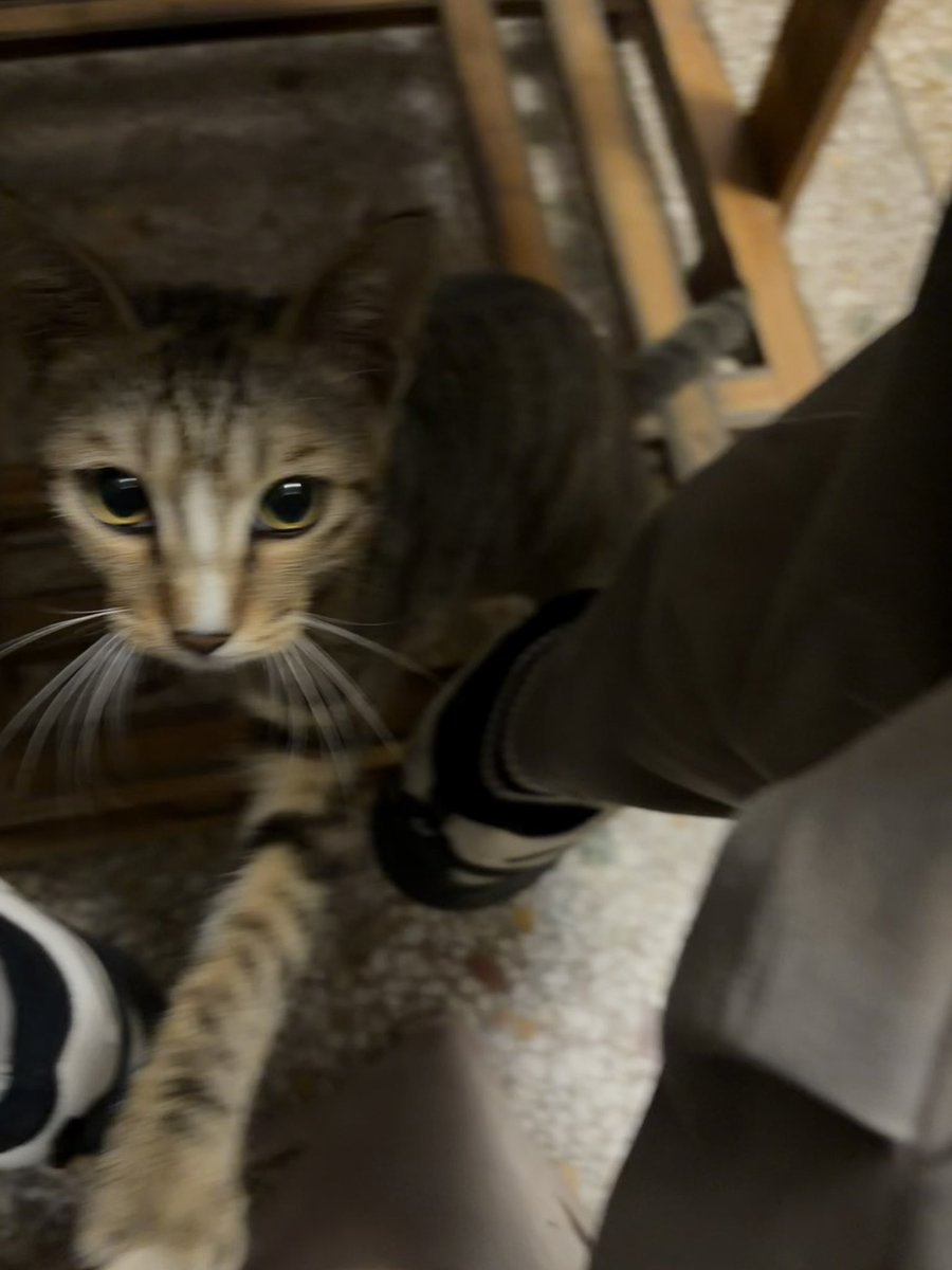 limin254595's tweet photo. 偶遇烧烤店的小猫xswl🐈 https://t.co/7UyRWja3oe