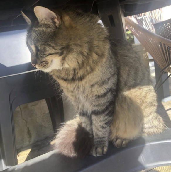 MissingTarn81's tweet photo. 01.10.26 Perdue chatte tigrée à Pratviel. "Mimi". Contact : https://t.co/Yzey21EEcI #Tarn #chat https://t.co/ROzt6sQZuS
