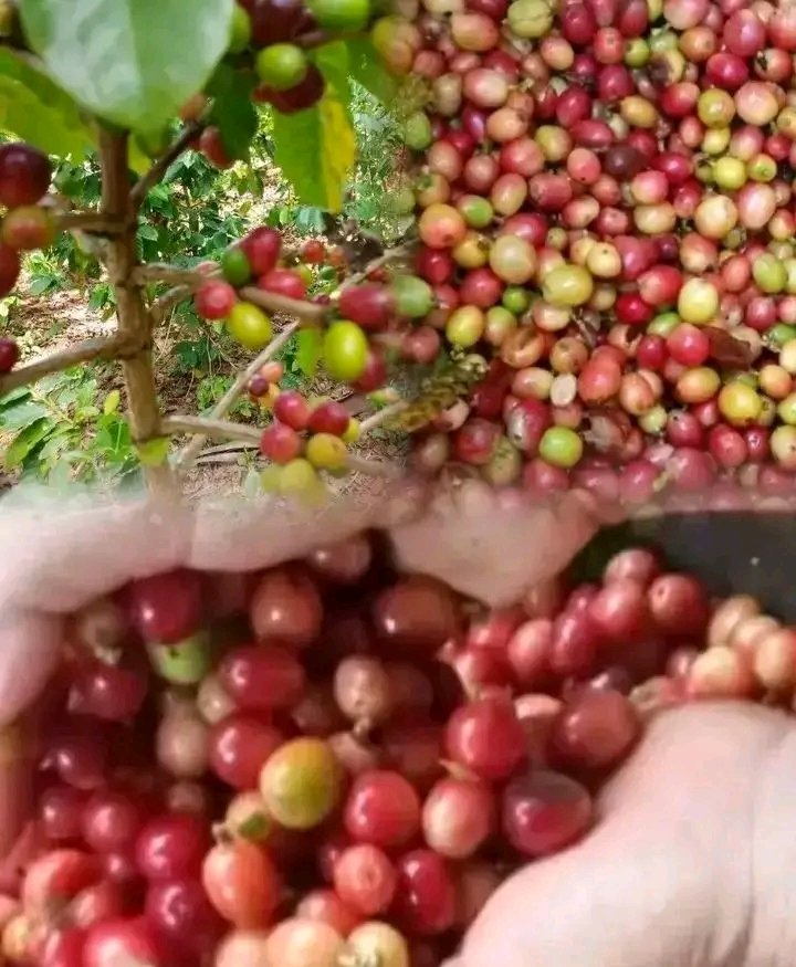 LauraStefHR's tweet photo. FELICIDADES A QUIENES HACEN POSIBLE SU CULTIVO Y PROCESO INDUSTRIAL PARA NUESTRO DISFRUTE....!CAFE ORGULLO DE LAS MONTAÑAS GUANTANAMERAS !... #CubaEstáFirme https://t.co/CtJKalrlqB