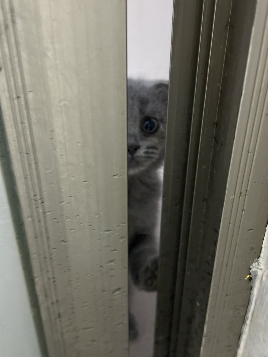 Reneeh2h's tweet photo. 只要我一洗澡开花洒🚿门口准时能刷新一只好奇咪🐱 https://t.co/Zh3ty76bzi
