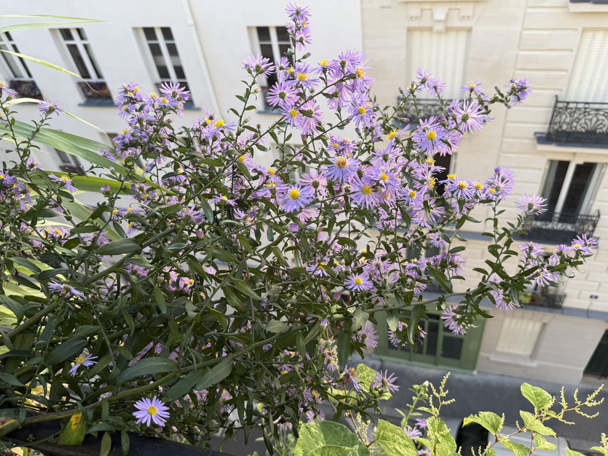 alaindelavie's tweet photo. Toutes les fleurs de mon Aster laevis ‘Calliope’ se sont ouvertes et les longues tiges qui ont poussé à l’extérieur de la rambarde de mon balcon se sont transformées en herbes de fleurs. #Balcon #fleurs #Automne #octobre #paris https://t.co/cRBe1J5VWj